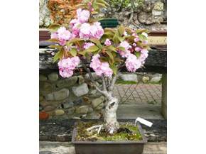 Cura bonsai da fiore