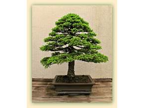 Cura bonsai di abete