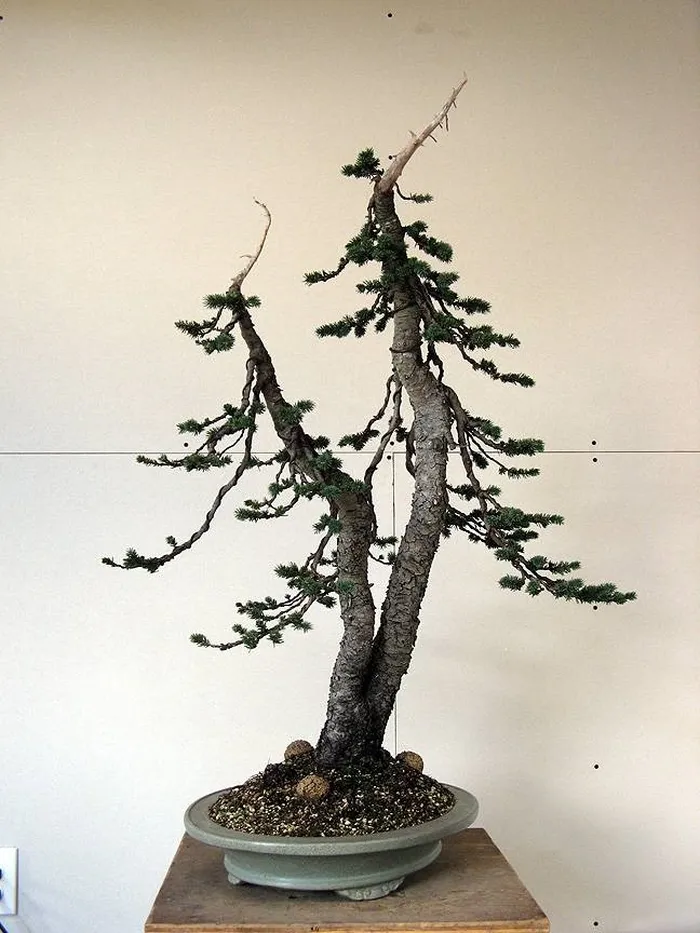 Bonsai di abete malato da potare