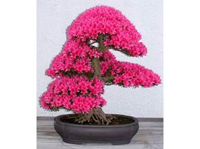 Cura bonsai di azalea
