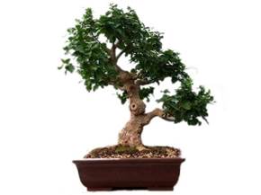 Cura bonsai di mandarino
