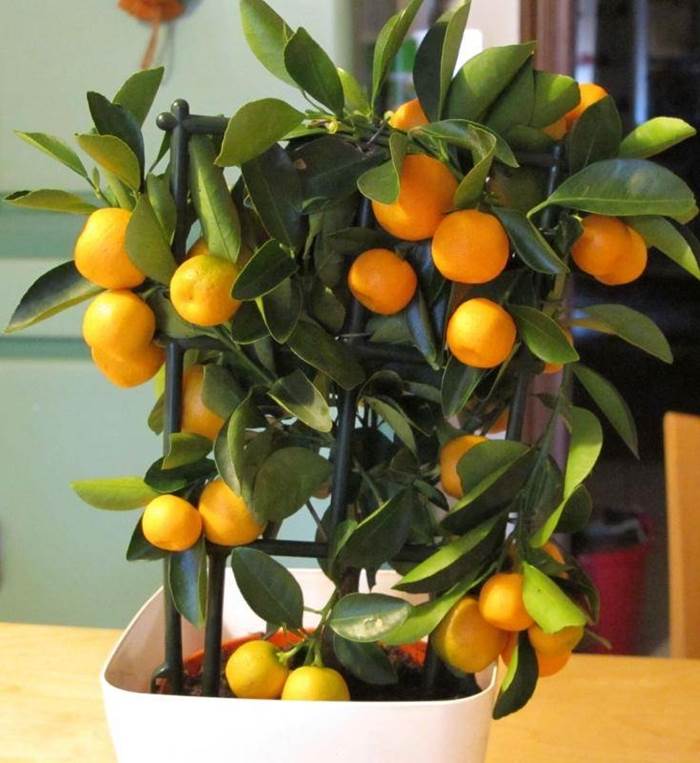 mandarino in fiore 