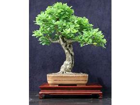 Cura Bonsai  di quercia