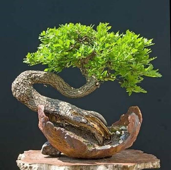 bonsai quercia curvo 