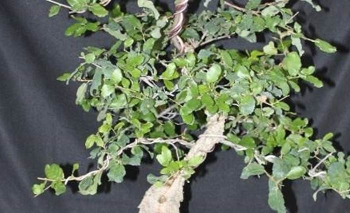 patologie bonsai quercia 
