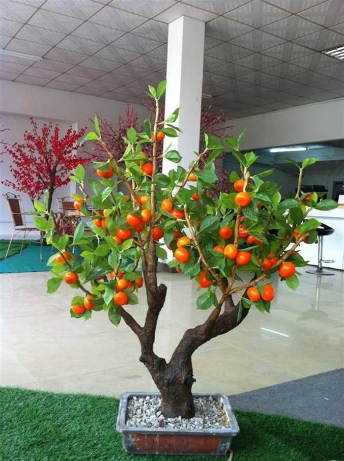 bonsai pesco grande