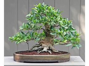 Cura di un Ficus bonsai
