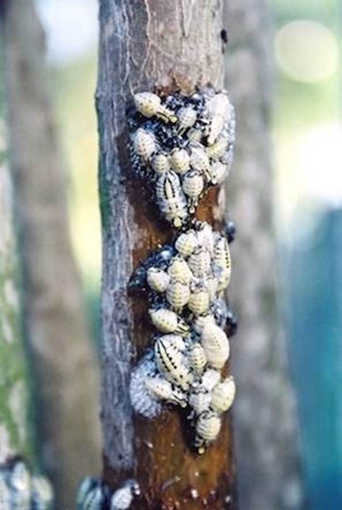 bonsai ammalato 