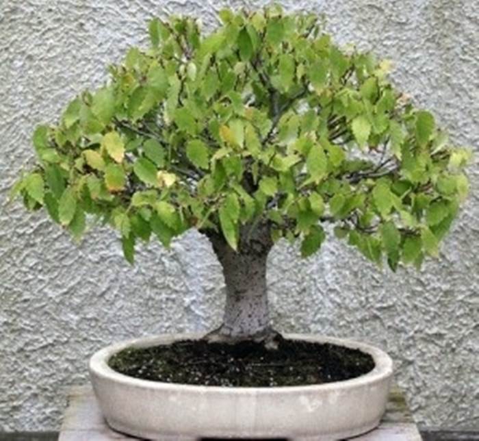 bonsai ingiallito 