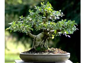 Ficus retusa: rinvanso