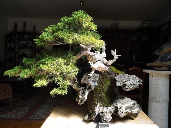 bonsai 