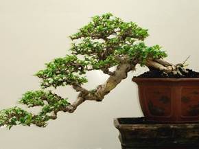 Il bonsai stili e tecniche