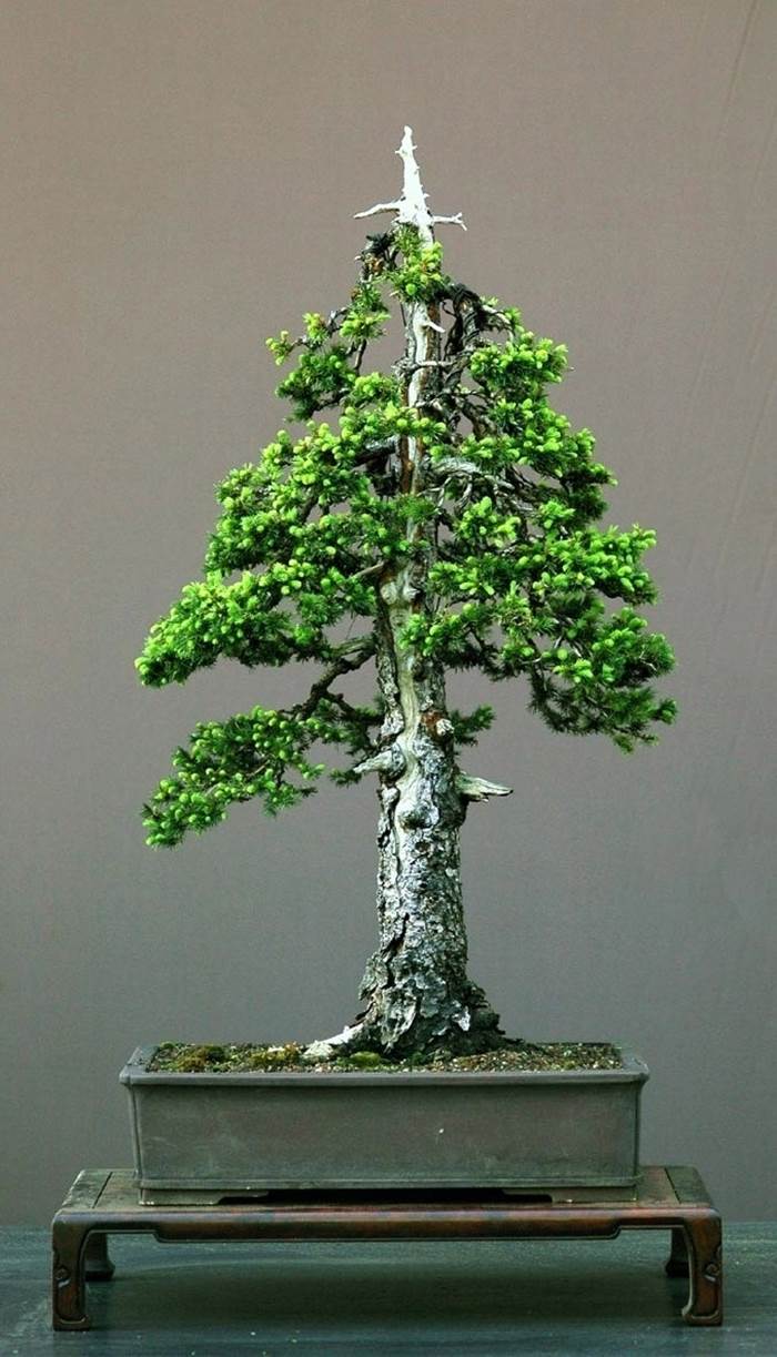 stile bonsai 