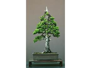 Scelta stile bonsai