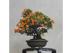 Trattamenti per un bonsai da frutto