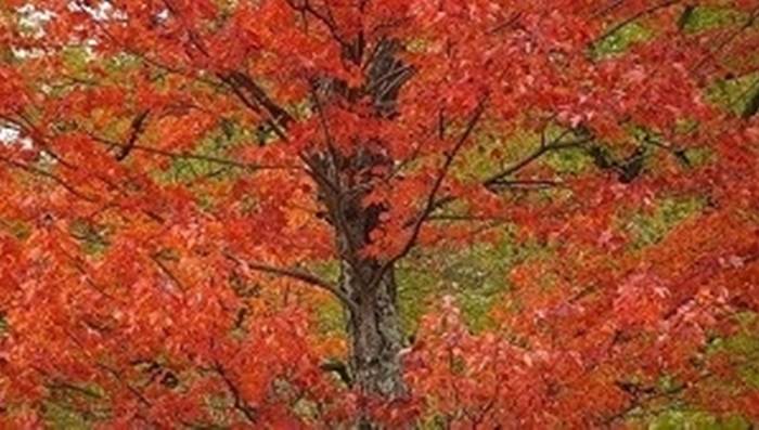 alberi con foglie rosse 
