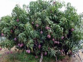 Come coltivare alberi esotici
