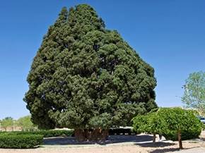 Come coltivare alberi longevi