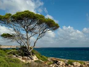Come coltivare alberi mediterranei