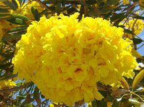 Come coltivare alberi ornamentali