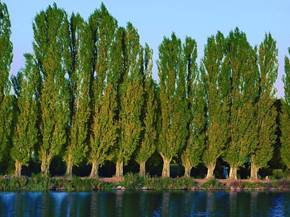 Come coltivare alberi secolari