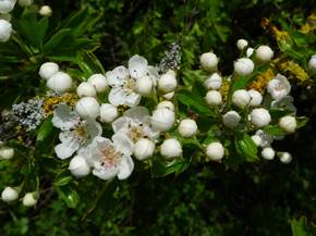 Come coltivare il biancospino