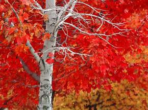 Come coltivare la quercia rossa