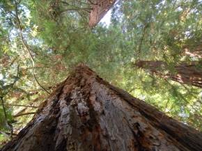 Come curare alberi millenari