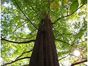 Migliori alberi alto fusto
