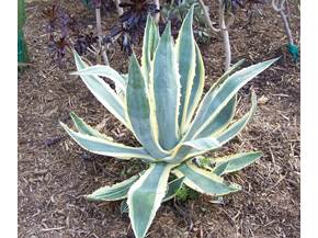 Agave americana