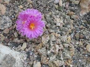 Ariocarpus