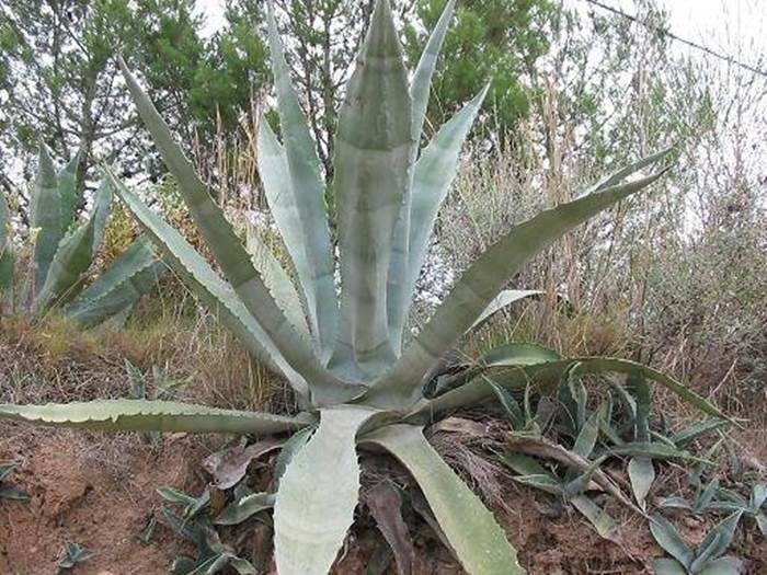 Piante succulente: un'agave americana