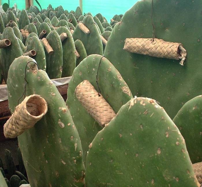 Una pianta grassa succulenta