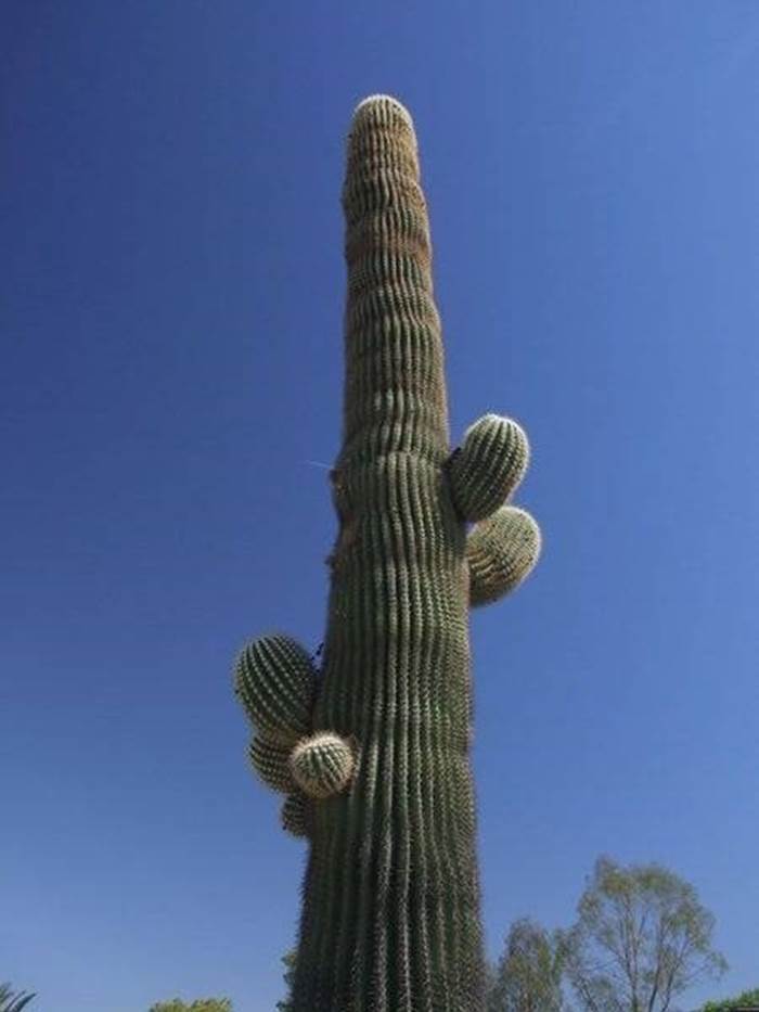 cactus gigante 
