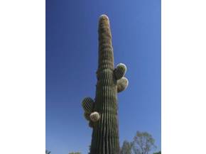 Coltivare cactus giganti