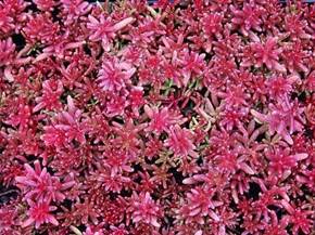 Coltivare il sedum