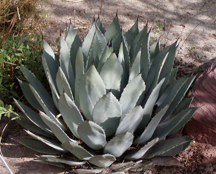 specie di agave 