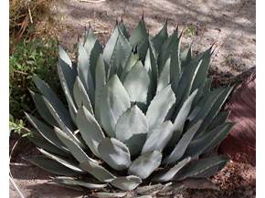 Coltivare l'agave
