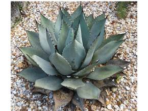Coltivare l'agave attenuata