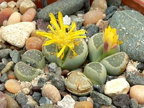 Coltivare Lithops