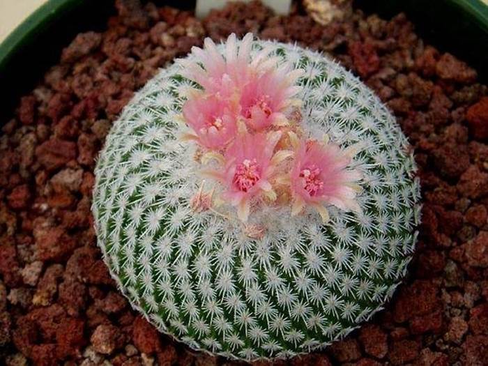 Un cactus può facilmente essere coltivato in casa