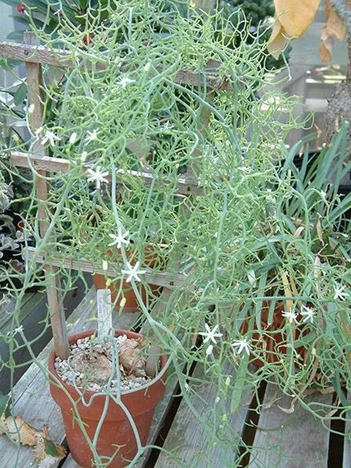 piante e sostegno 