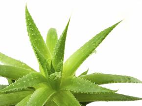 Coltivazione dell'aloe