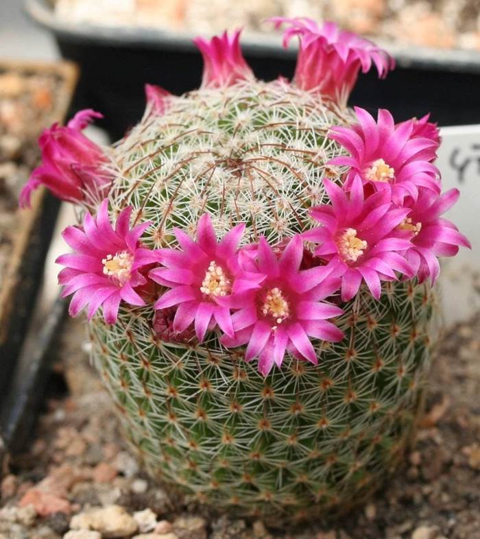 fiori mammillaria 