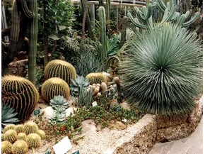 Come coltivare piante grasse da giardino