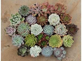 Come coltivare sempervivum
