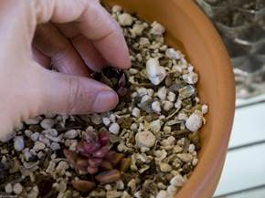 Come scegliere il terriccio per piante grasse