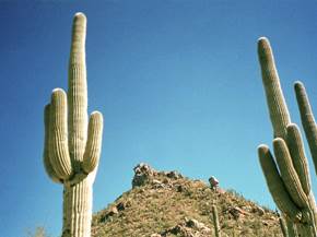 Curare cactus
