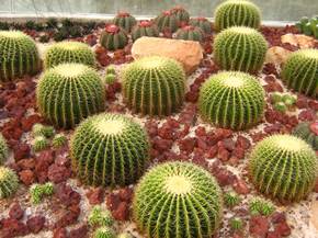 Piante grasse cactus
