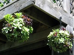 Piante grasse da balcone